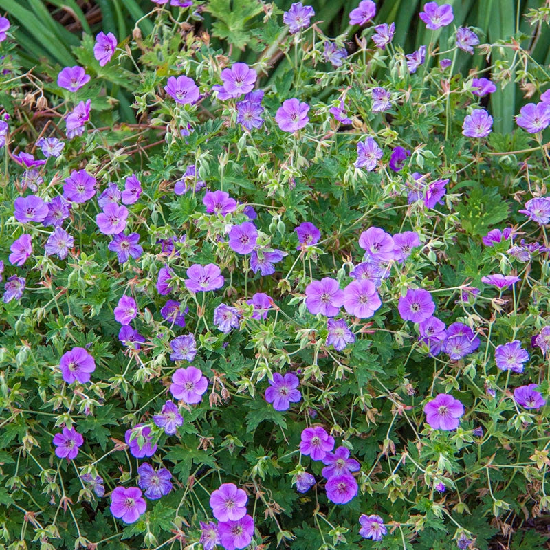 Rozanne Geranium