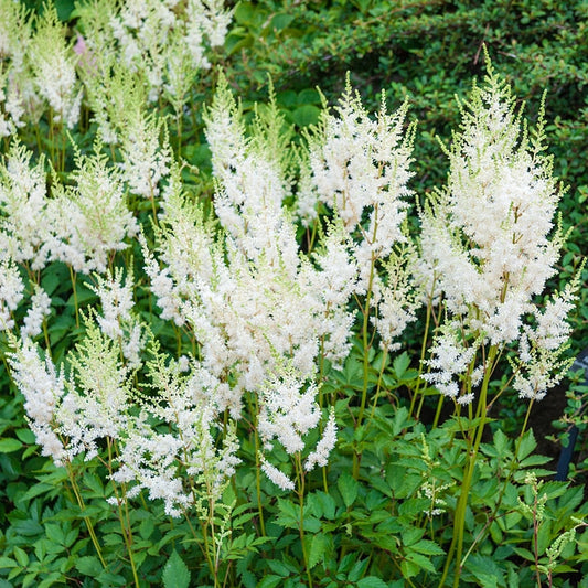 トップス Astilbe Top The Toe 94426.webp?v=1716980068&width=533