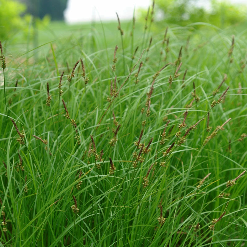 Pennsylvania Sedge