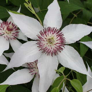 Clematis Kotkas