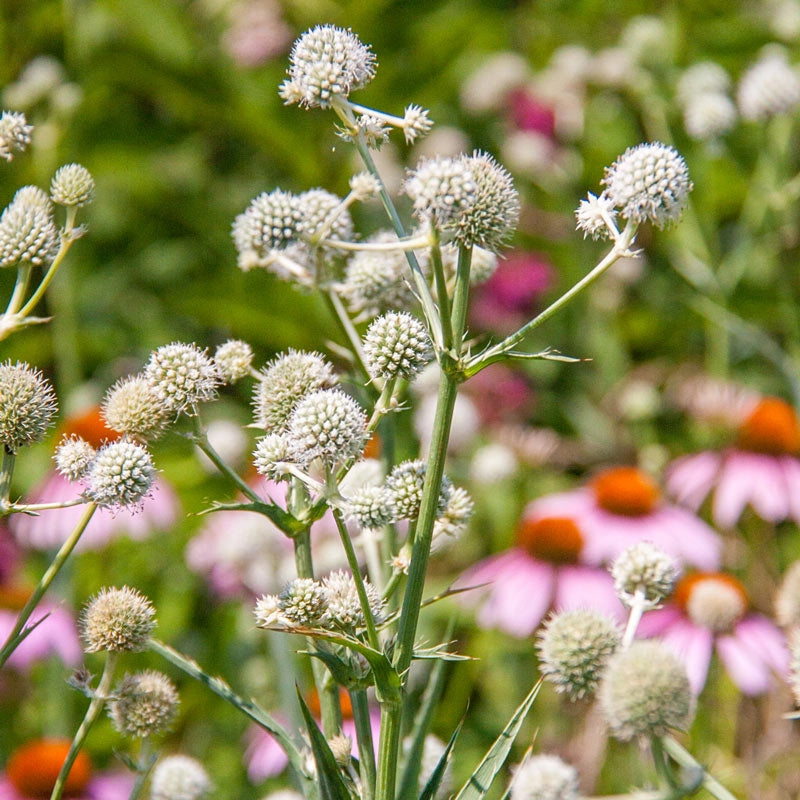 Erixanium Rectangularis Rattlesnake Master Eryngium – Spring Hill Nursery