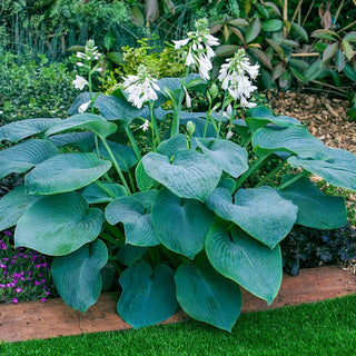 Hosta Bressingham Blue