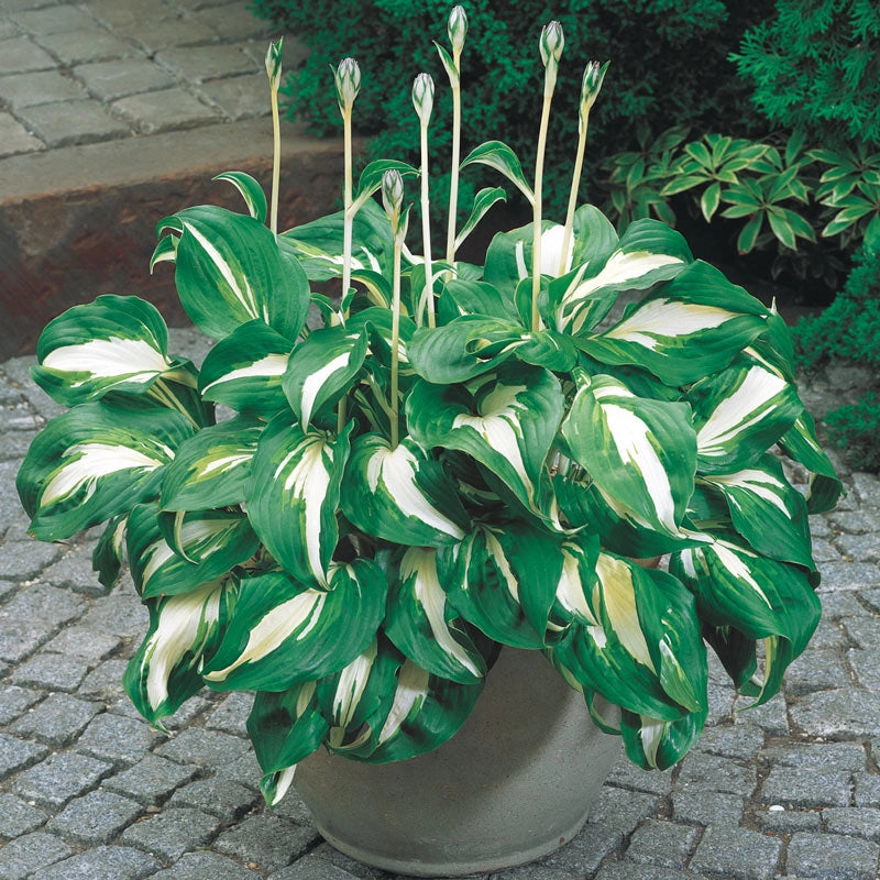 Hosta Mediovariegata