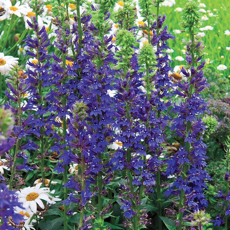 blue cardinal flower seeds Blue Cardinal Flower