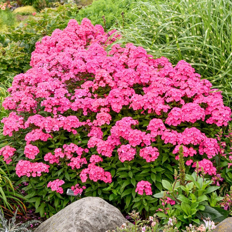 Glamour Girl Tall Phlox