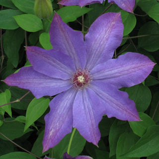 Clematis Semu