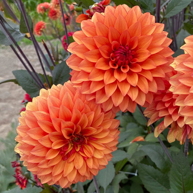 Statue Of Orange Dahlia