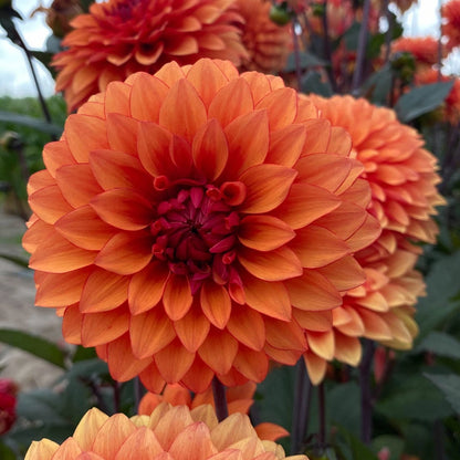 Statue Of Orange Dahlia