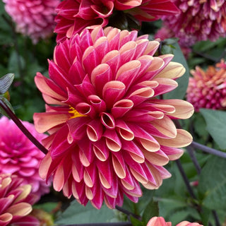 Maria Strella Dahlia