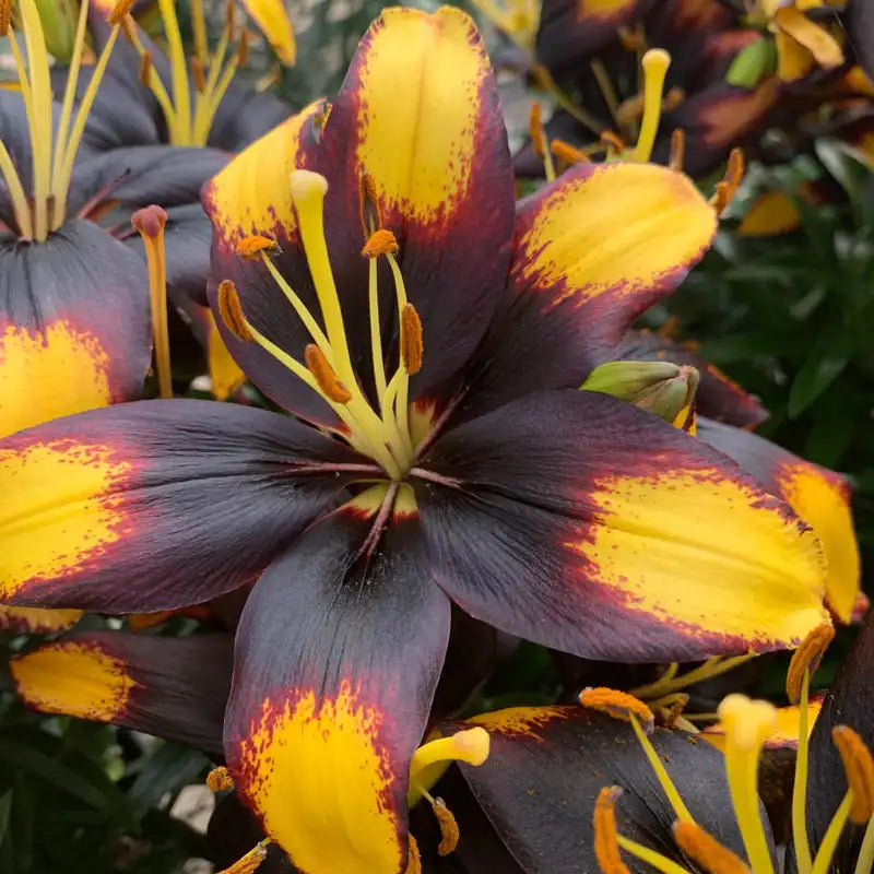 daylilies and asiatic lilies Tiny Massive Asiatic Lily