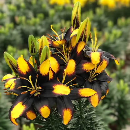 Tiny Massive Asiatic Lily