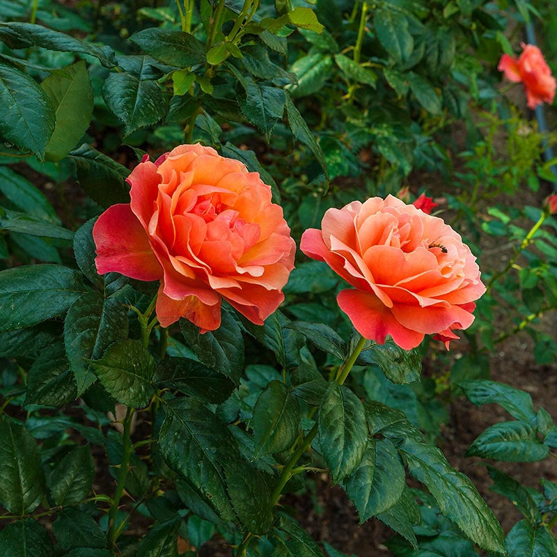 Rainbow of Roses Collection