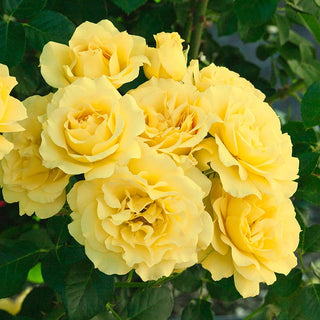 Rainbow of Roses Collection