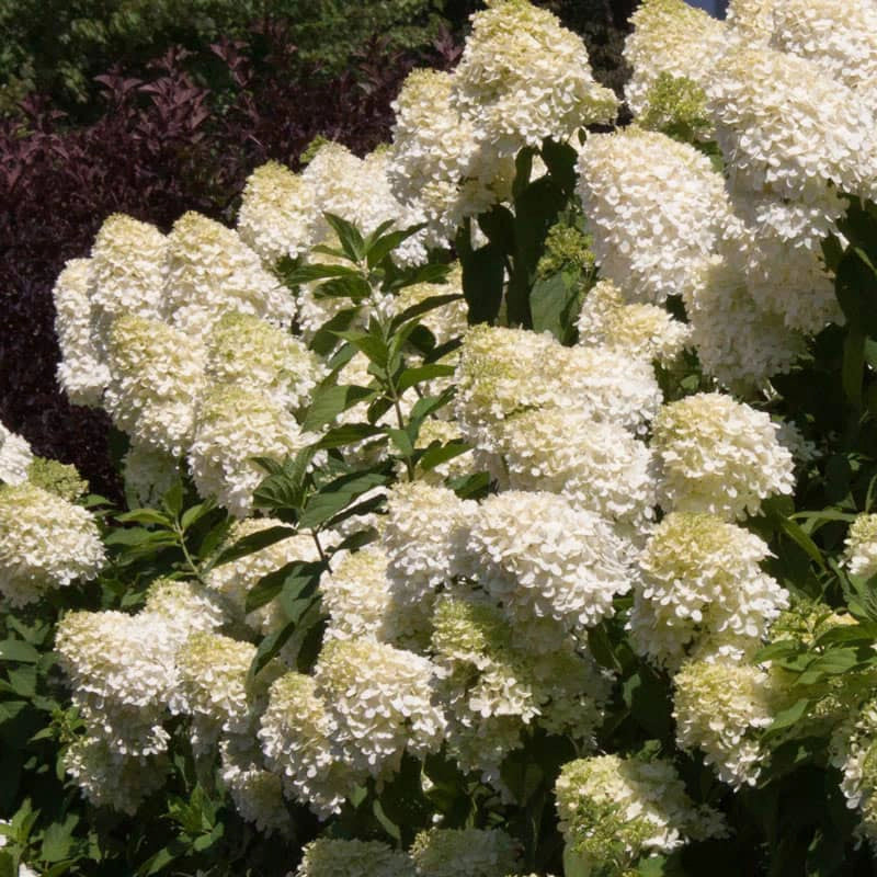 Limelight Spring Limelight Hydrangea Bushes For Sale | Spring Hill – Spring Hill Nursery