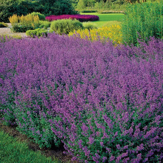 Walkers Low Catmint