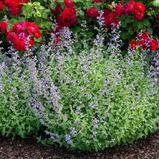 Walkers Low Catmint