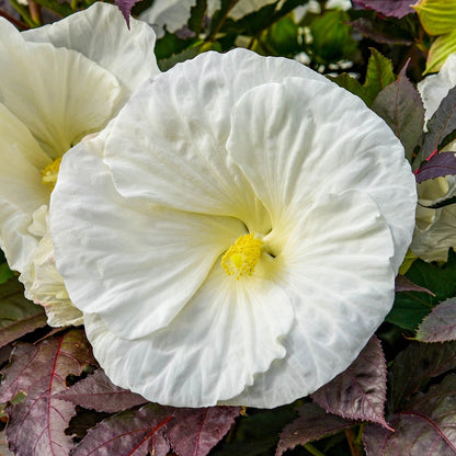 Summerific® Cookies And Cream Hibiscus