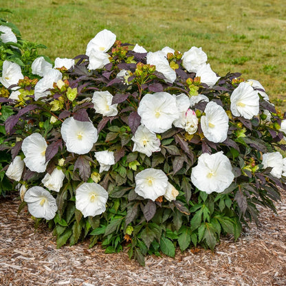 Summerific® Cookies And Cream Hibiscus