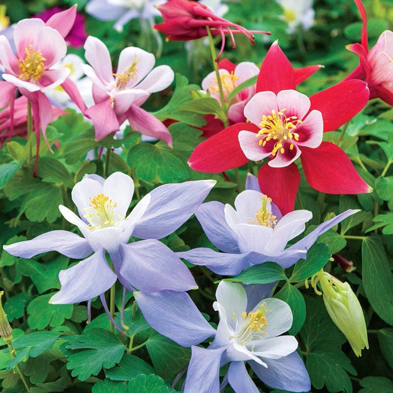 Butterfly Columbine Mix