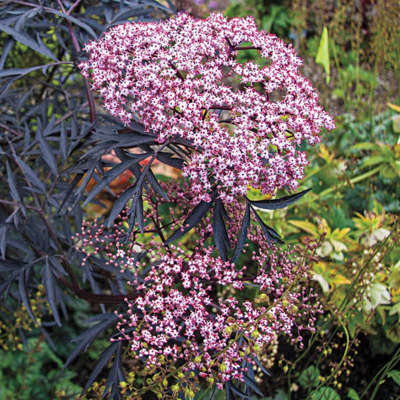 Black Lace® Elderberry