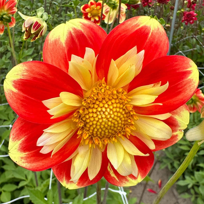 Collarette Dahlias