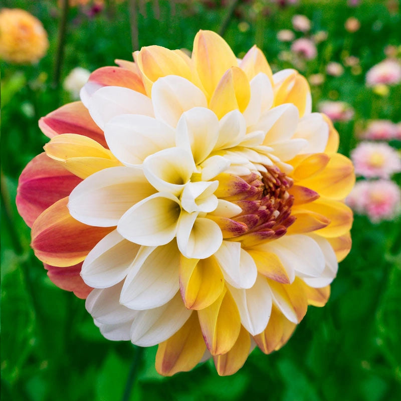 Double Jill Dahlia