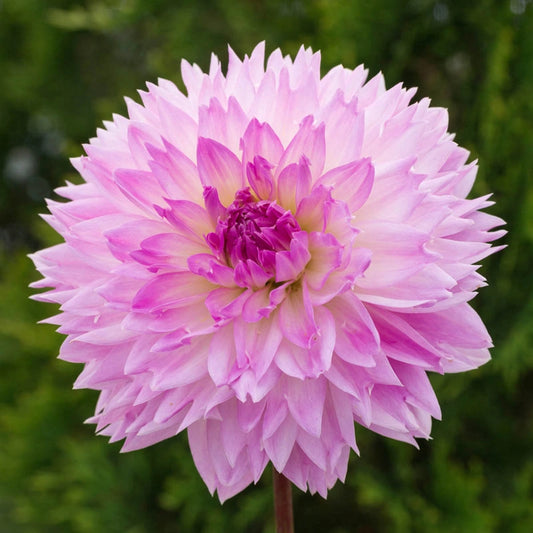 Fubuki Sakura Dahlia – Spring Hill Nurseries Fubuki Sakura Dahlia – Spring Hill Nurseries