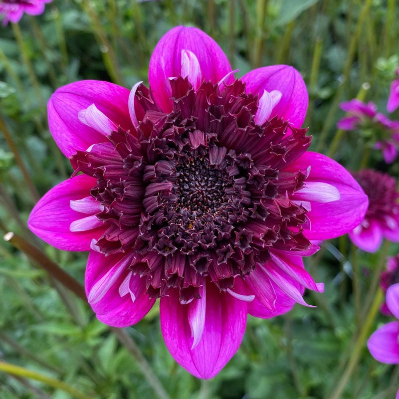 Anemone Dahlias