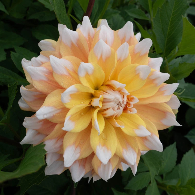 Seattle Dahlia