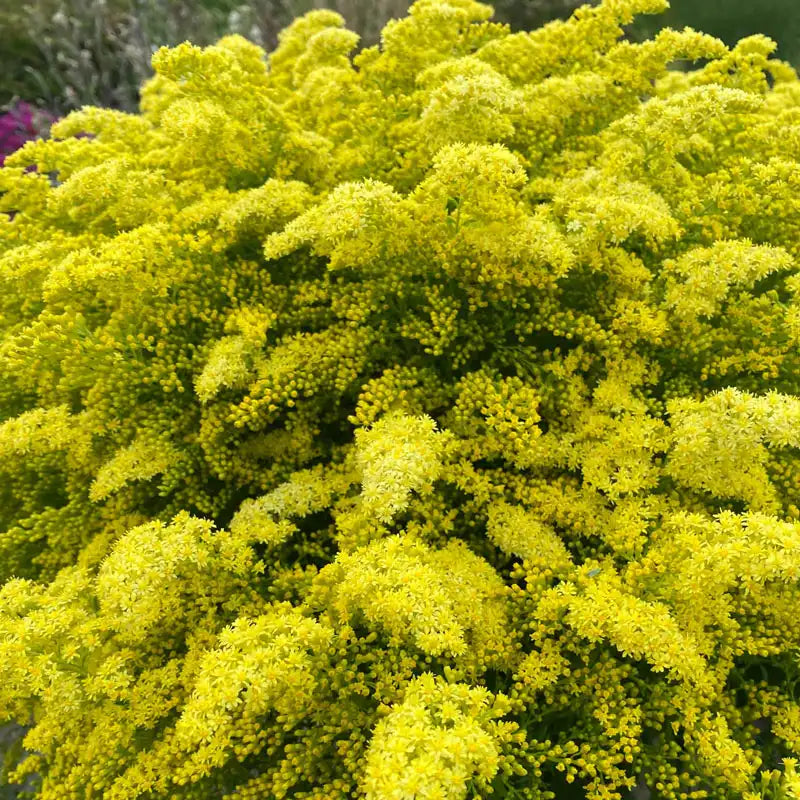 Loysder Crown Solidago