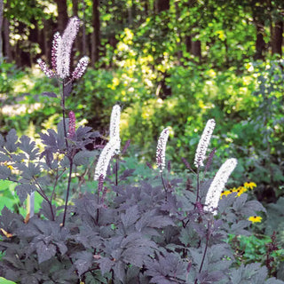 Hillside Black Beauty Cimicifuga