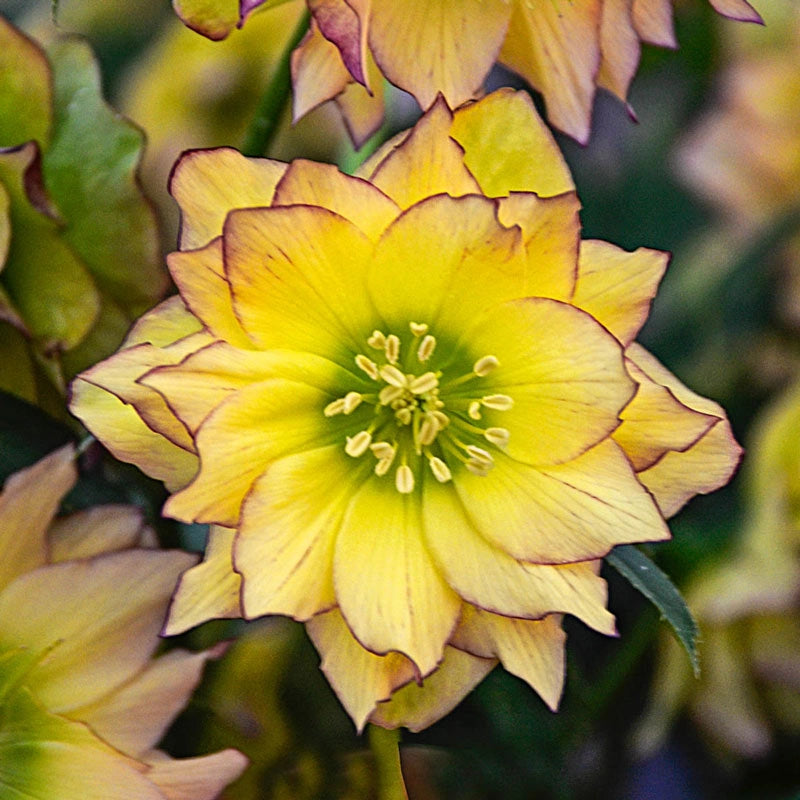 First Dance Lenten Rose