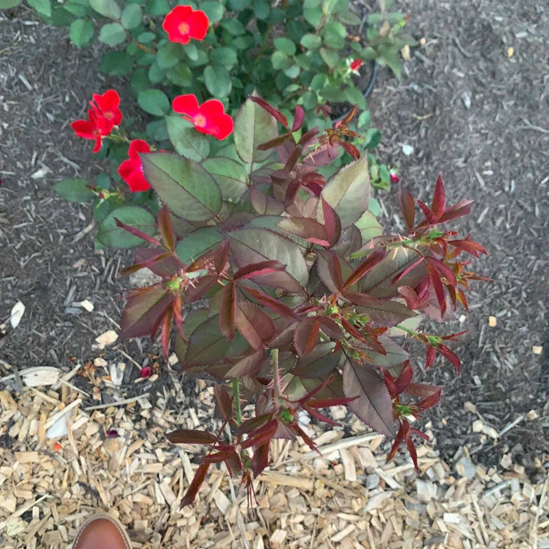 Watercolors Home Run® Shrub Rose