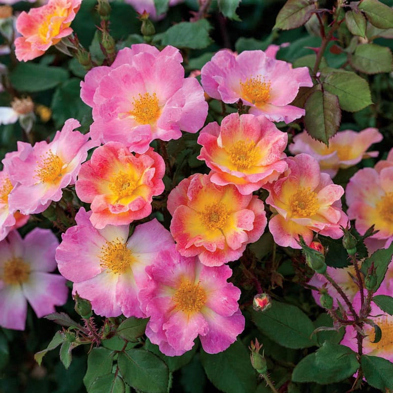 Shrub Roses for Sale - Modern Shrub Roses| Spring Hill – Spring Hill ...