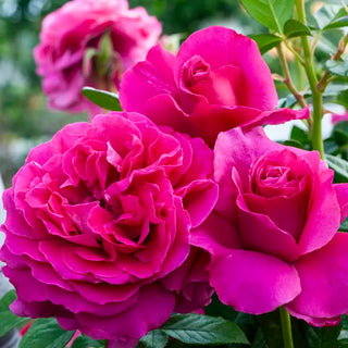 Pretty Lady Rose™ Hybrid Tea Rose