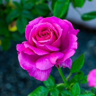Pretty Lady Rose™ Hybrid Tea Rose