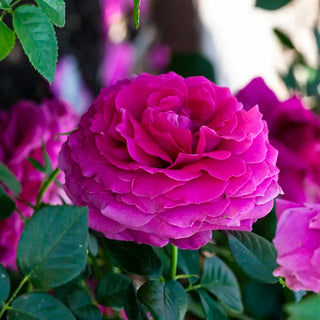 Pretty Lady Rose™ Hybrid Tea Rose