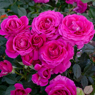 Pretty Lady Rose™ Hybrid Tea Rose