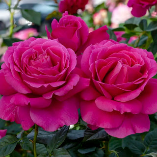 Pretty Lady Rose™ Hybrid Tea Rose