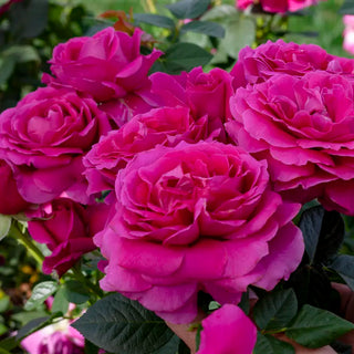 Pretty Lady Rose™ Hybrid Tea Rose