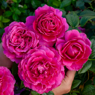 Pretty Lady Rose™ Hybrid Tea Rose