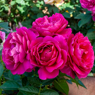 Pretty Lady Rose™ Hybrid Tea Rose