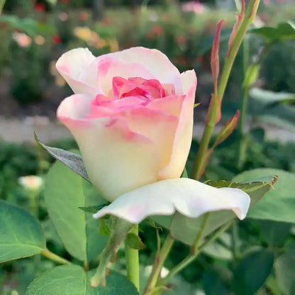 Sugar Moon™ Hybrid Tea Rose