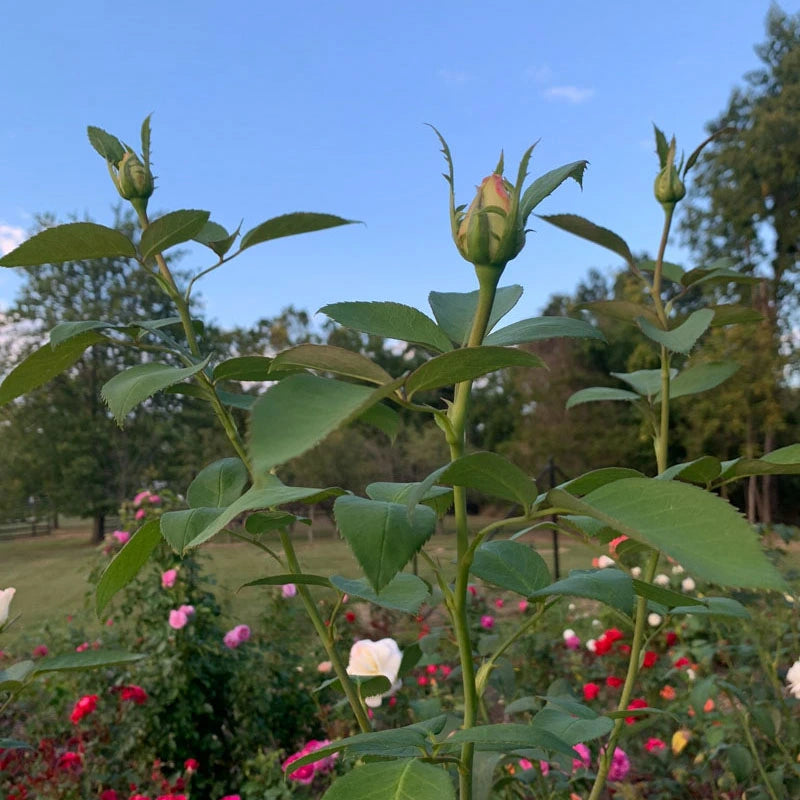 Sugar Moon™ Hybrid Tea Rose