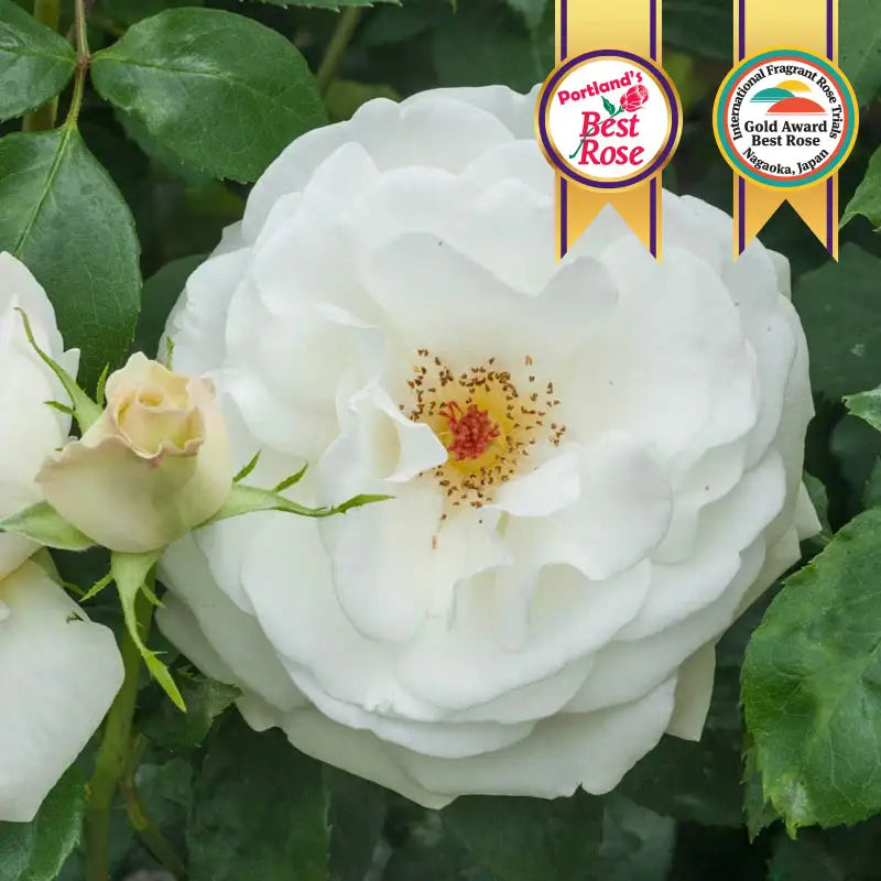 Sugar Moon® Hybrid Tea Rose