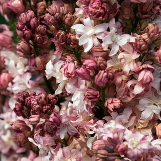 Federico García Lorca Lilac