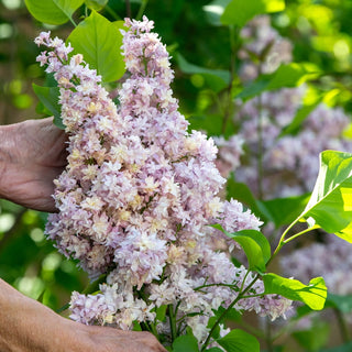Federico García Lorca Lilac