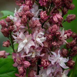 Federico García Lorca Lilac