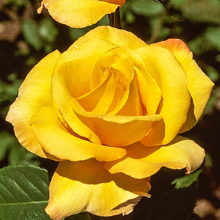 Gold Medal Grandiflora Rose