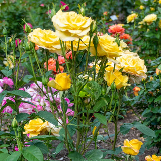 Gold Medal Grandiflora Rose